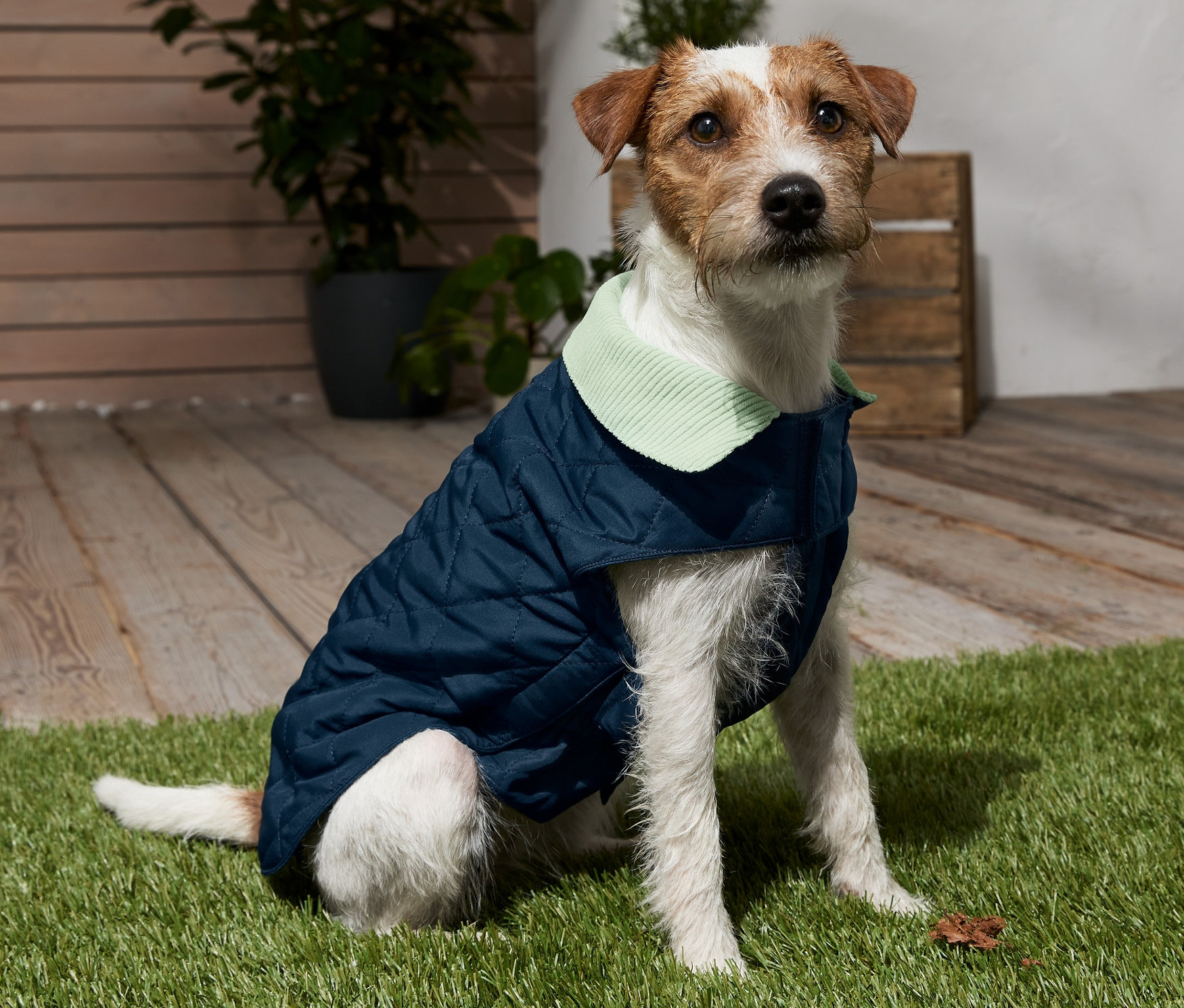 Jack Russell teriér sedí na trávníku a má na sobě modrý obleček pro psy.