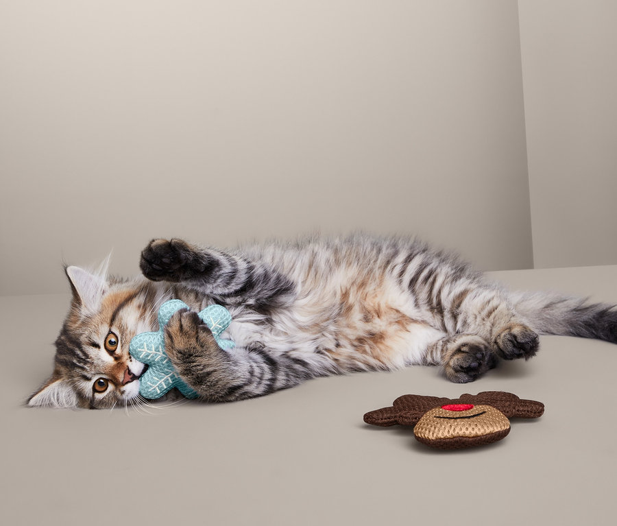 Kotě leží na boku a hraje si s modrou hračkou.