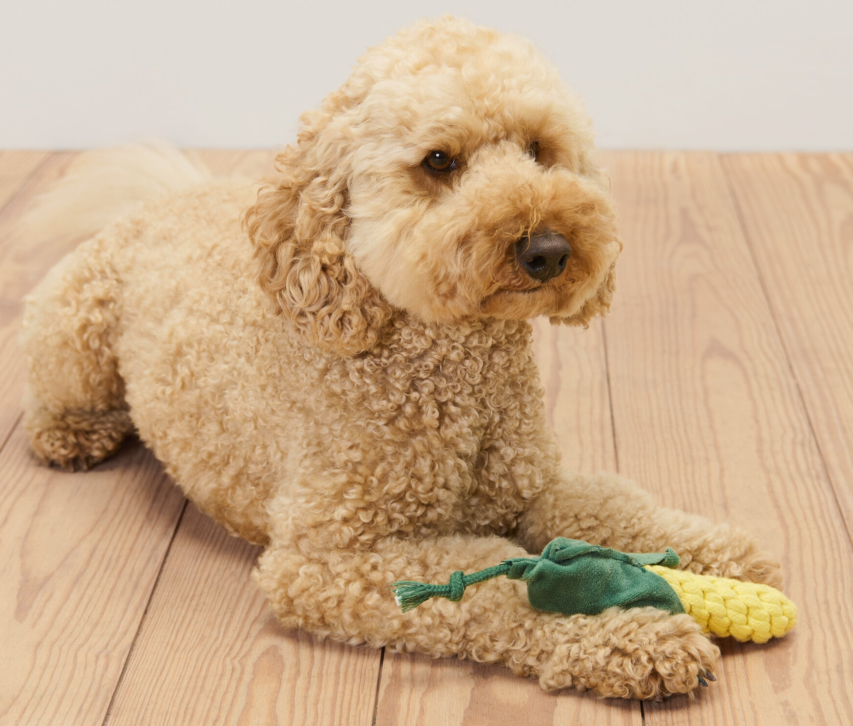 Zlatý kokršpaněl leží na dřevěné podlaze a drží hračku pro psy »Kukuřice«.