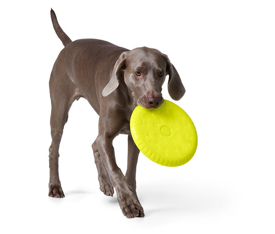 Šedý ohař nese v tlamě žlutý frisbee.