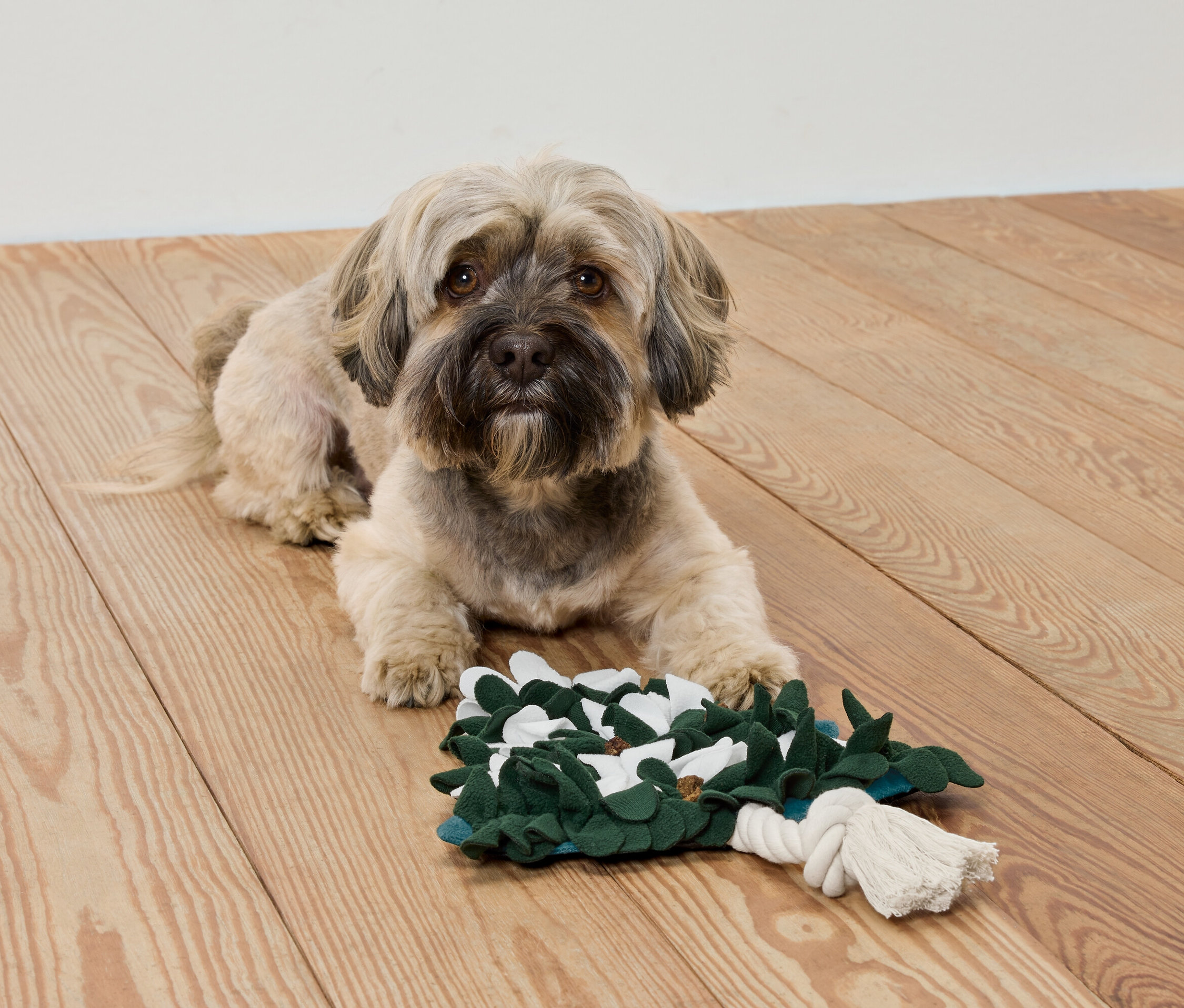 Na dřevěné podlaze leží pes s hračkou z látky.