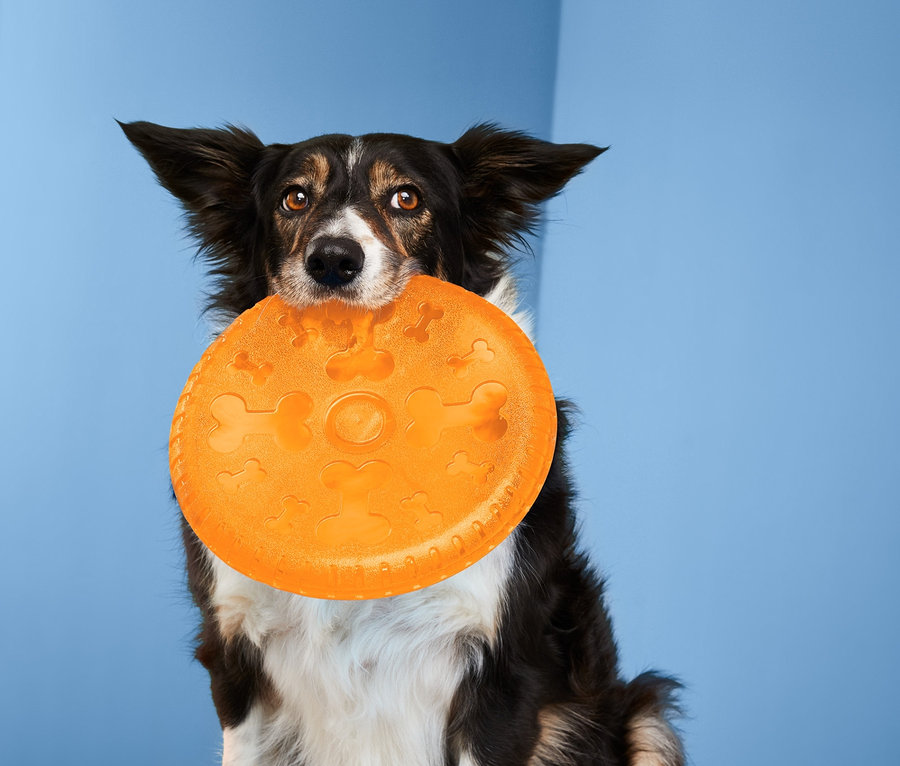 Pes drží v tlamě létající talíř.