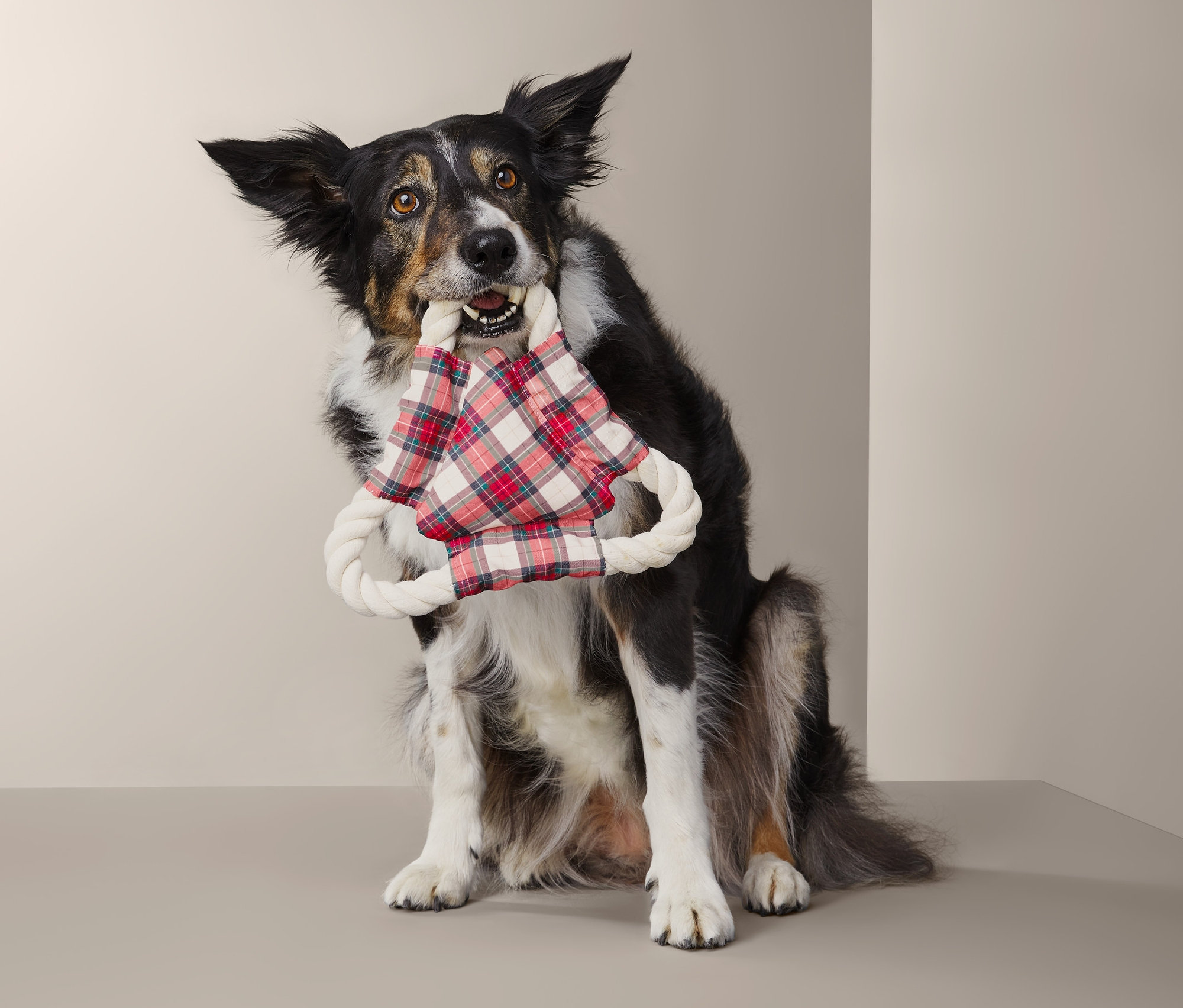 Pes drží v tlamě hračku Přetahovací lano pro psy.