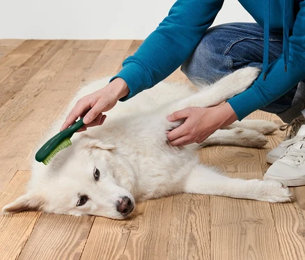 Muž kartáčuje Kartáč na vyčesávání srsti bílého psa, který leží na dřevěné podlaze.