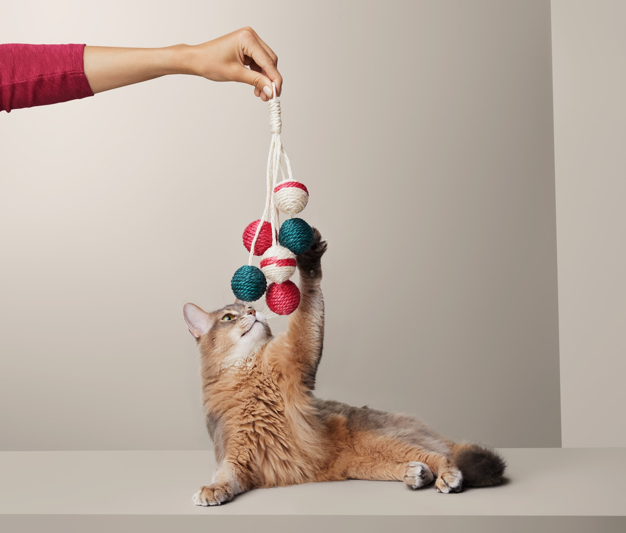 Ruka drží na šňůrce hračku pro kočky, barevné míčky, kočka se natahuje packou vzhůru.