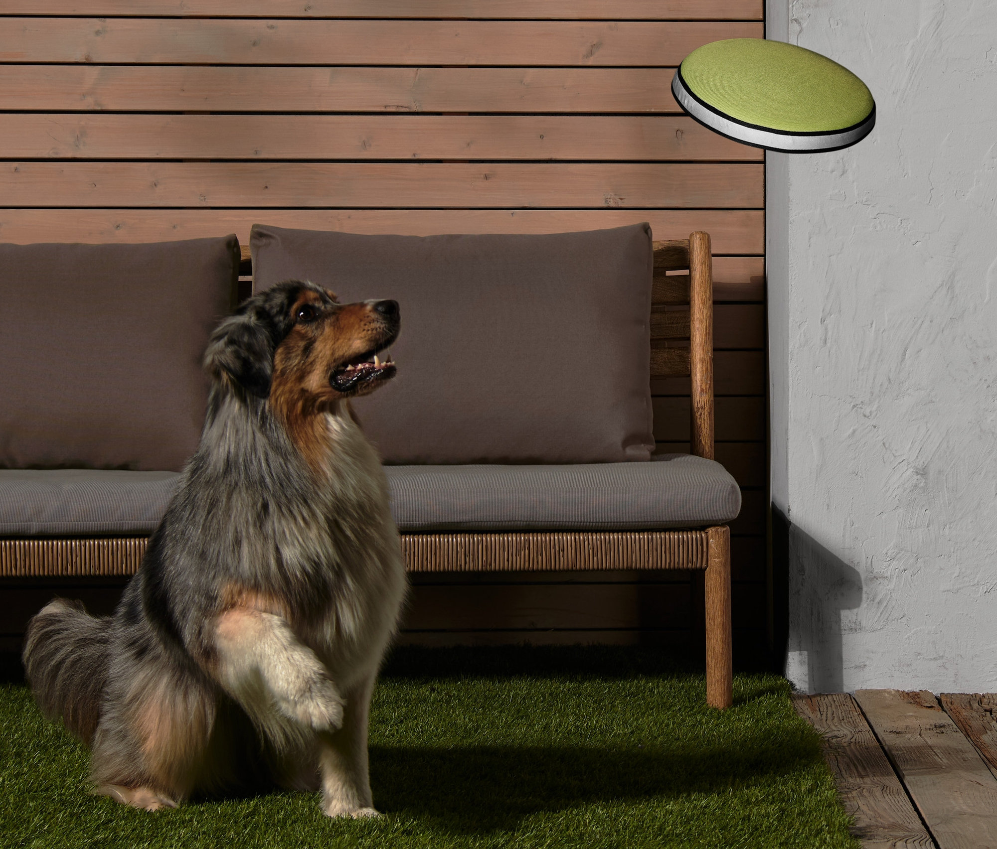 Sedící pes s nataženou tlapou sleduje létající talíř pro psy.