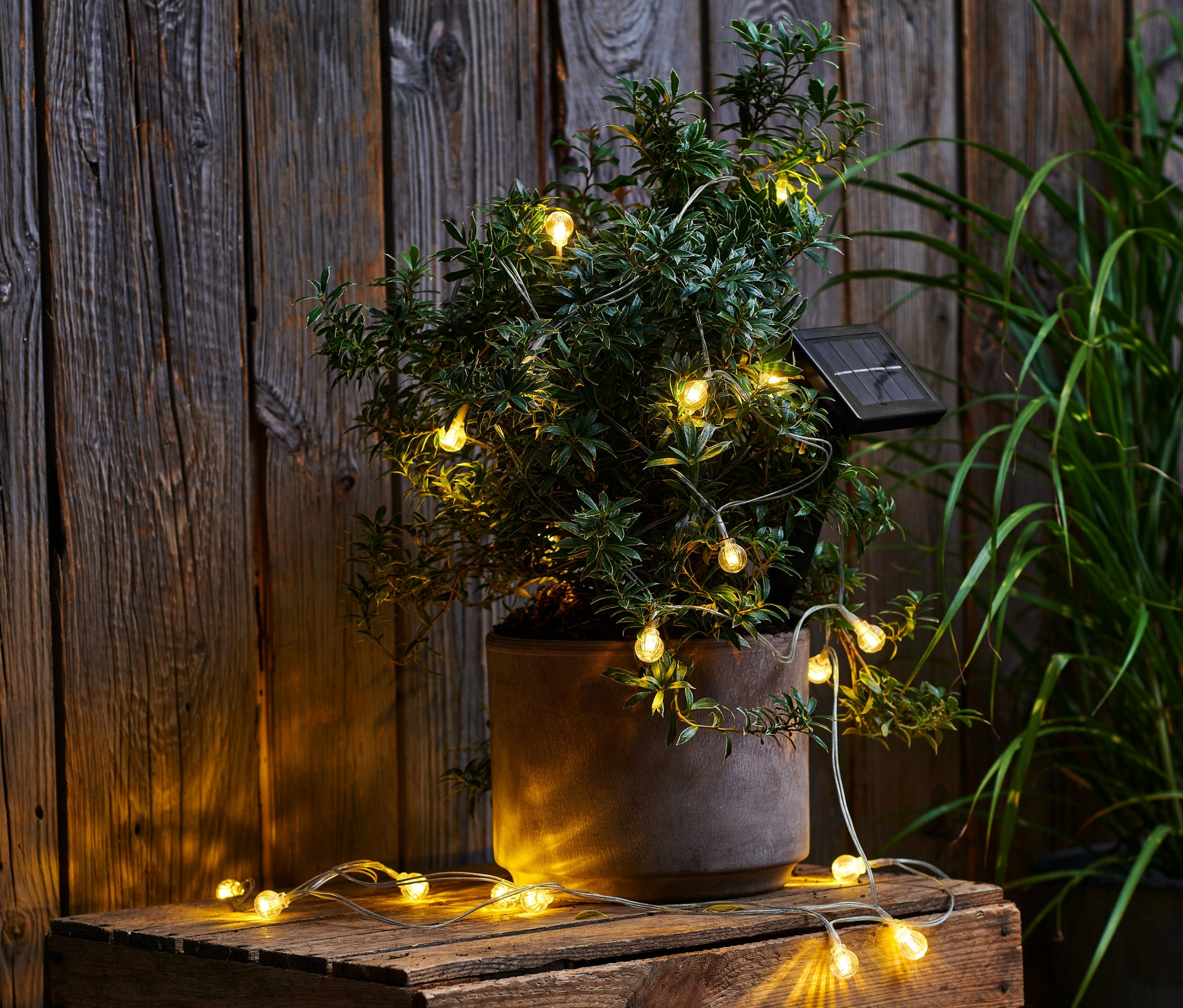 Solární světelný řetěz ovinutý kolem rostliny v květináči na dřevěné bedně.