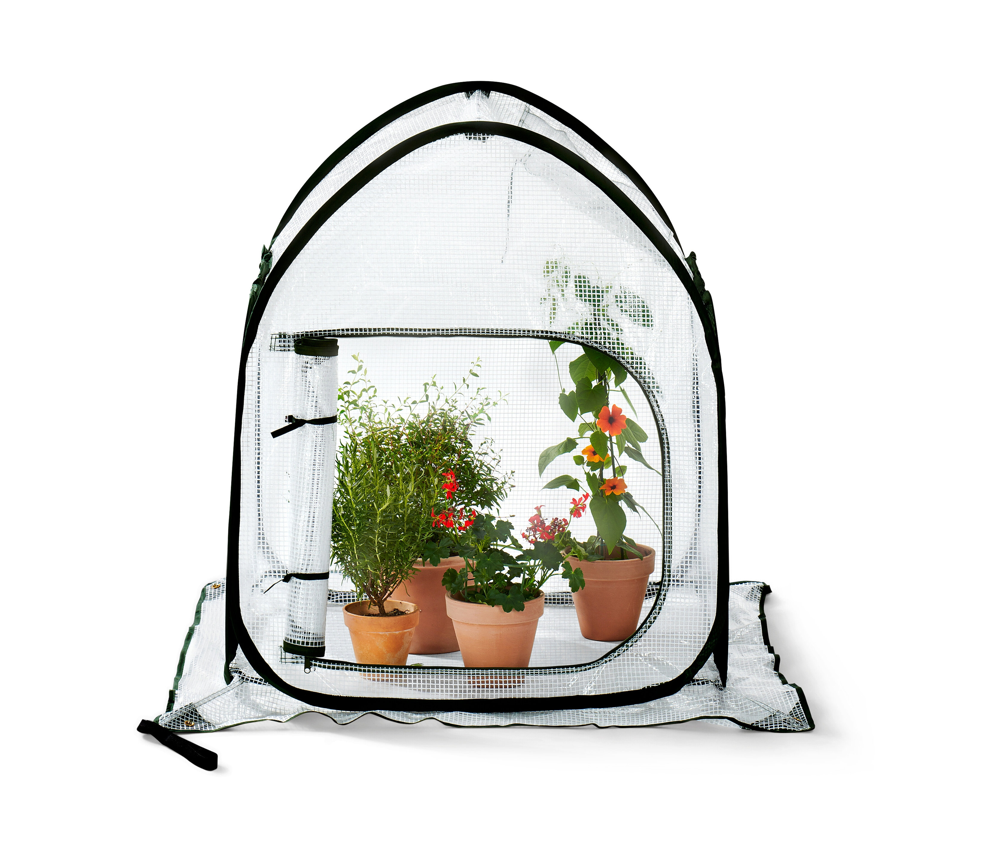 Čtyři květináče s rostlinami uvnitř malého samorozkládacího stanu na ochranu rostlin.