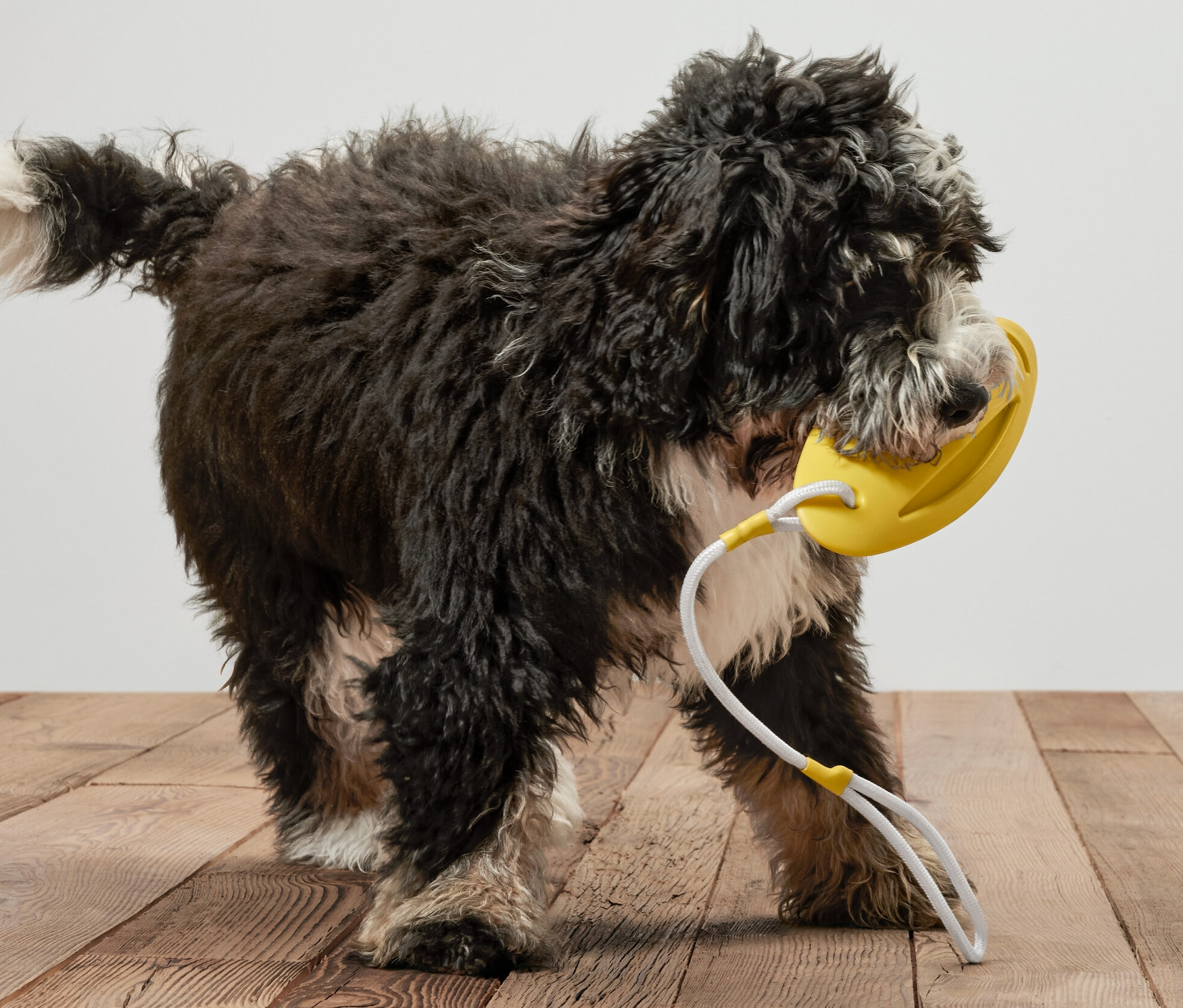 Černý pes drží v tlamě žlutou hračku pro psy na házení a do vody.