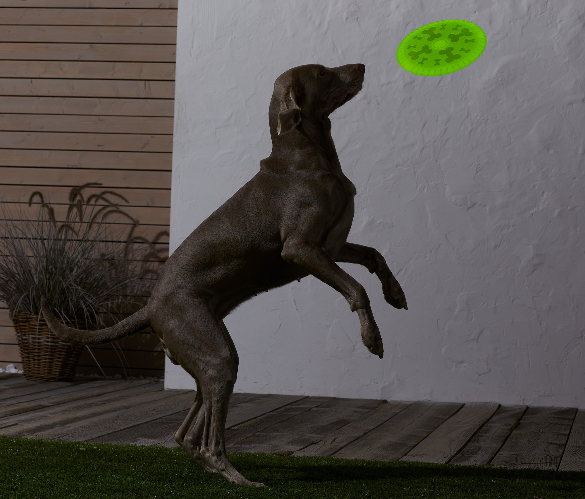 Pes skáče, aby chytil létající talíř pro psy.