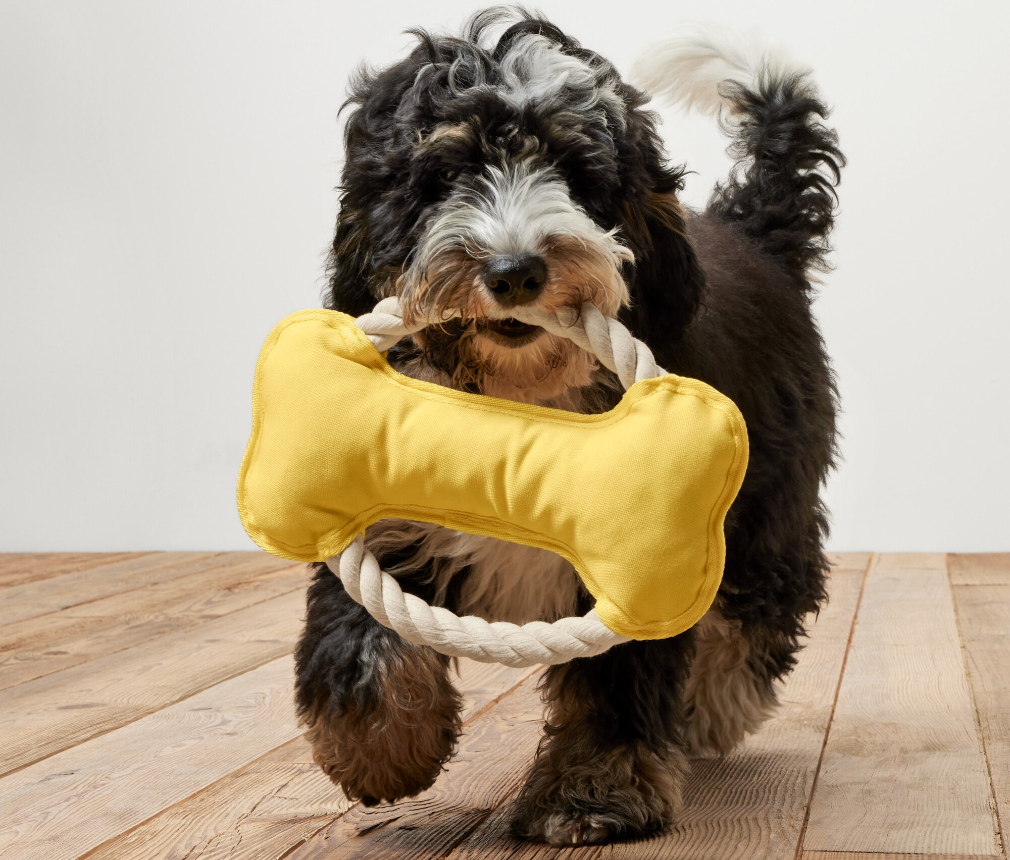 Pes nese v tlamě žlutou lanovou hračku pro psy ve tvaru kosti.