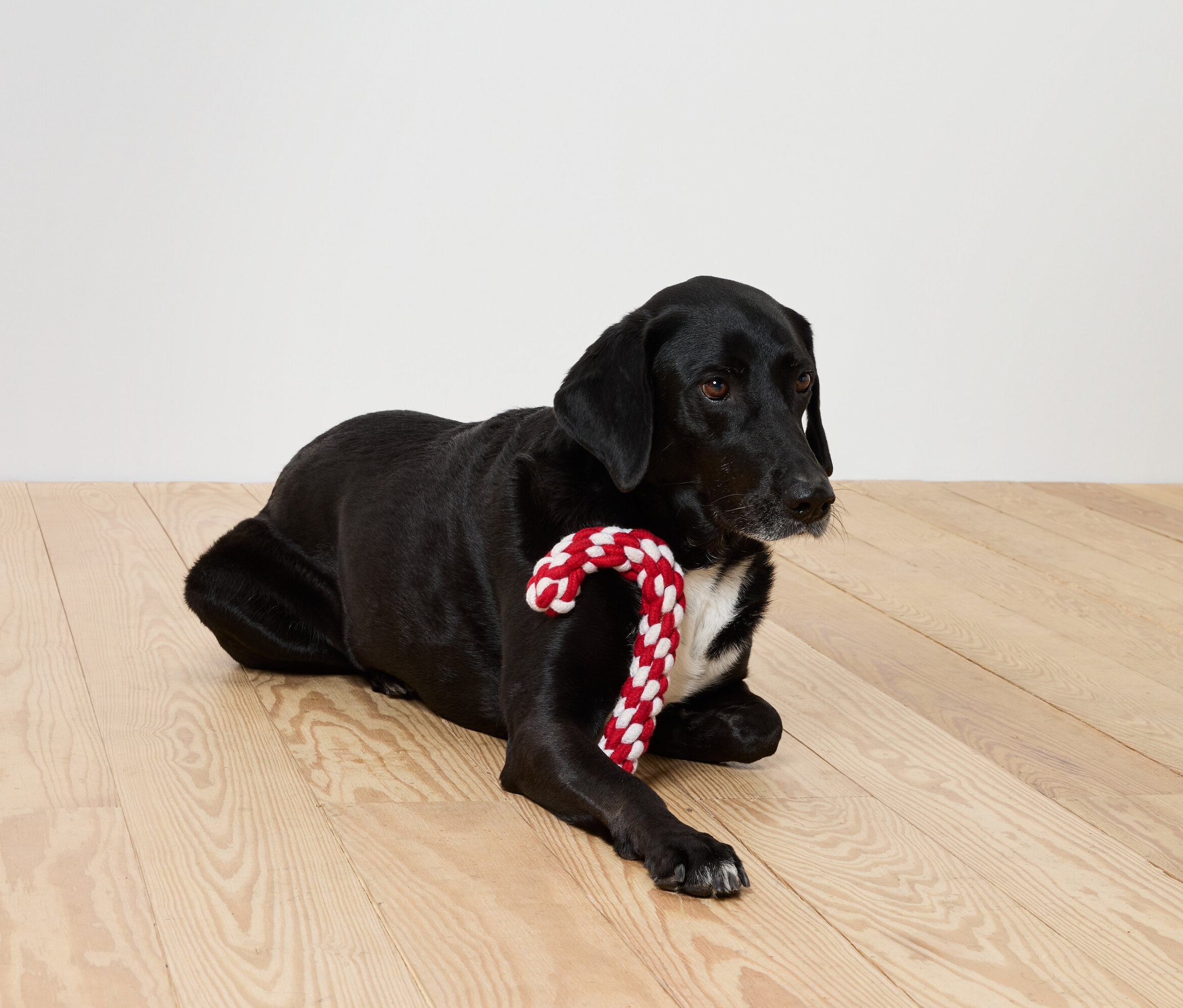 Černý pes leží na dřevěné podlaze s červenobílou cukrovou holí.