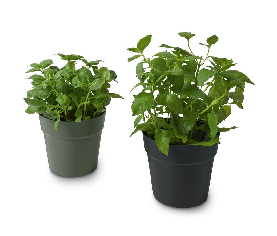 Dva ozdobné květináče na bylinky, jeden olivově zelený a jeden černý, oba s bylinkami.