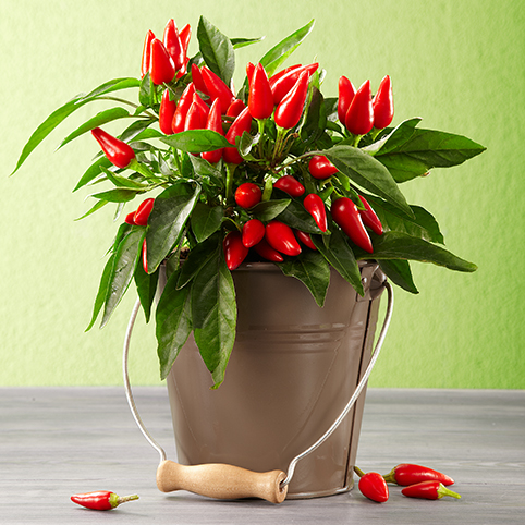 Chilli papričky